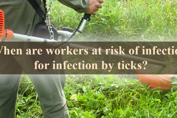 When are workers at risk of infection for infection by ticks?