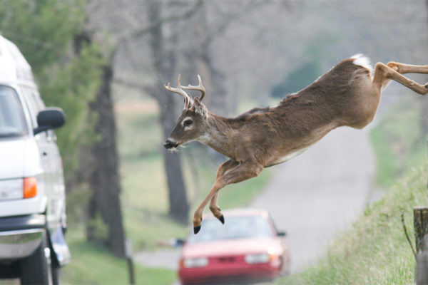 How to Avoid Collisions with Deer