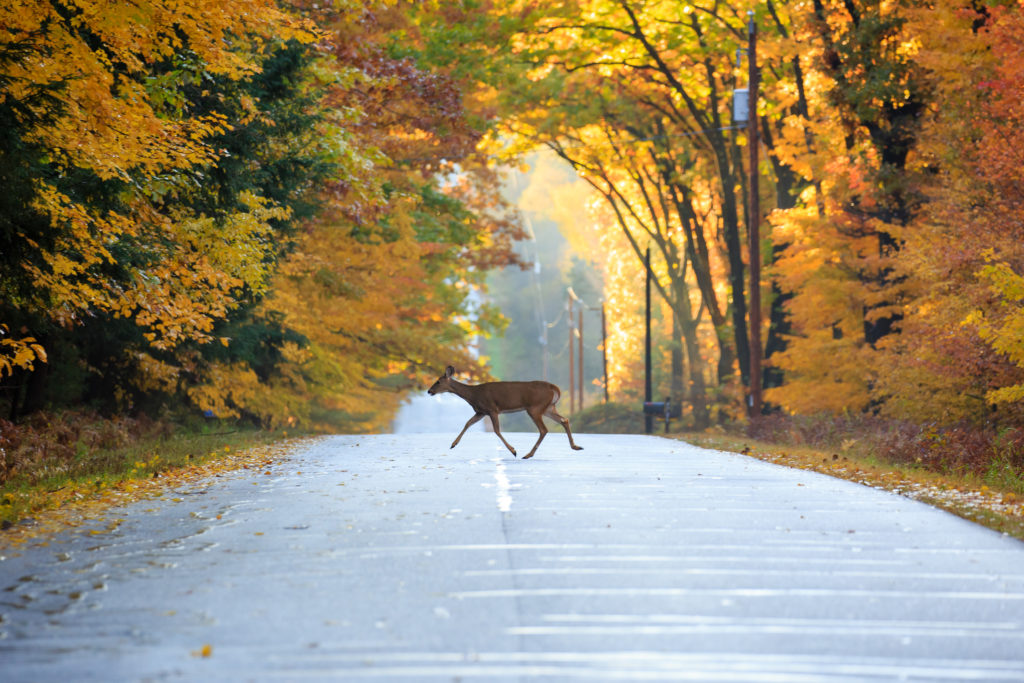 White-tailed deer crossing a road in Wausau, Wisconsin