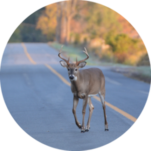 deer walking across road during deer season