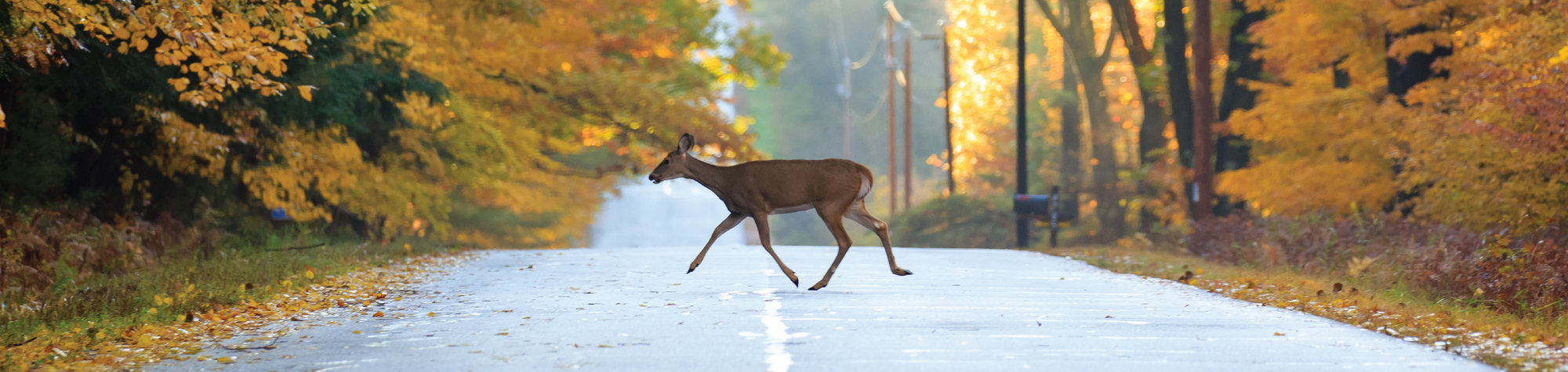 Safe Driving Tips for Deer Season