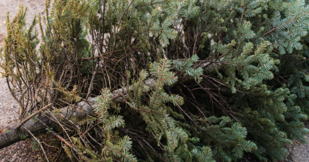 Christmas tree after the holidays, sitting by the curb, showing how to dispose of your christmas tree