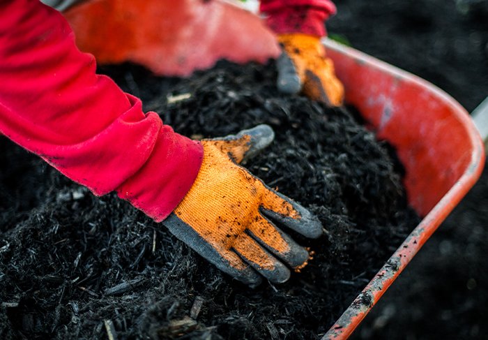 Landscaper mulching