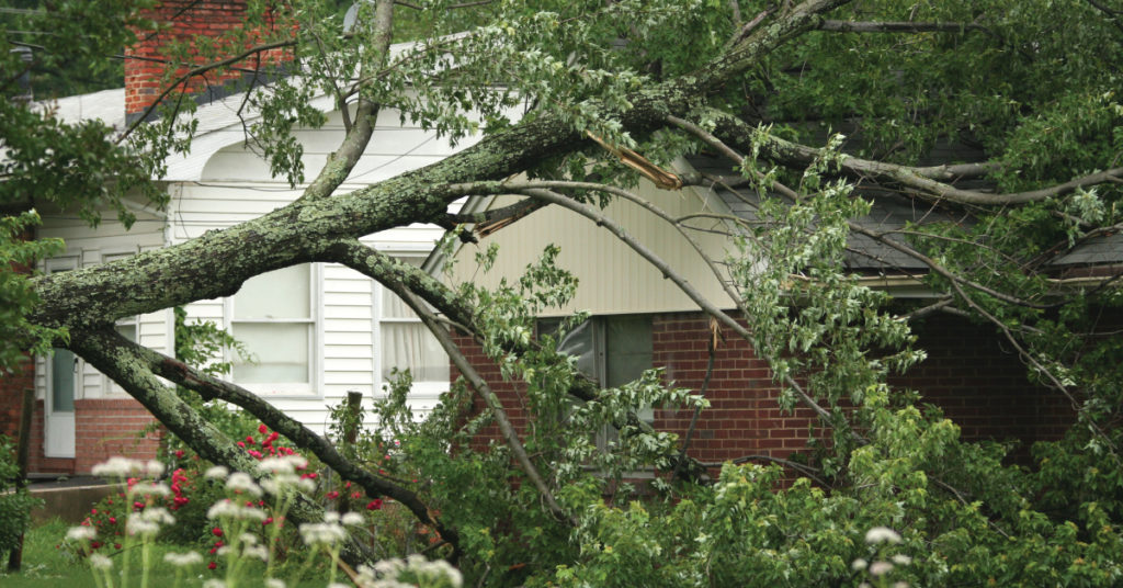 what if your tree falls on your neighbor's property; tree fell on someone else's property in this image