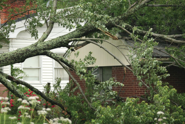 what if your tree falls on your neighbor's property; tree fell on someone else's property in this image