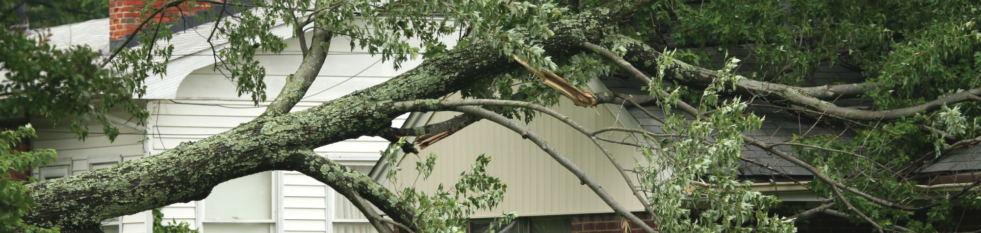 What if Your Tree Falls on Your Neighbor’s Property, or Vice Versa?