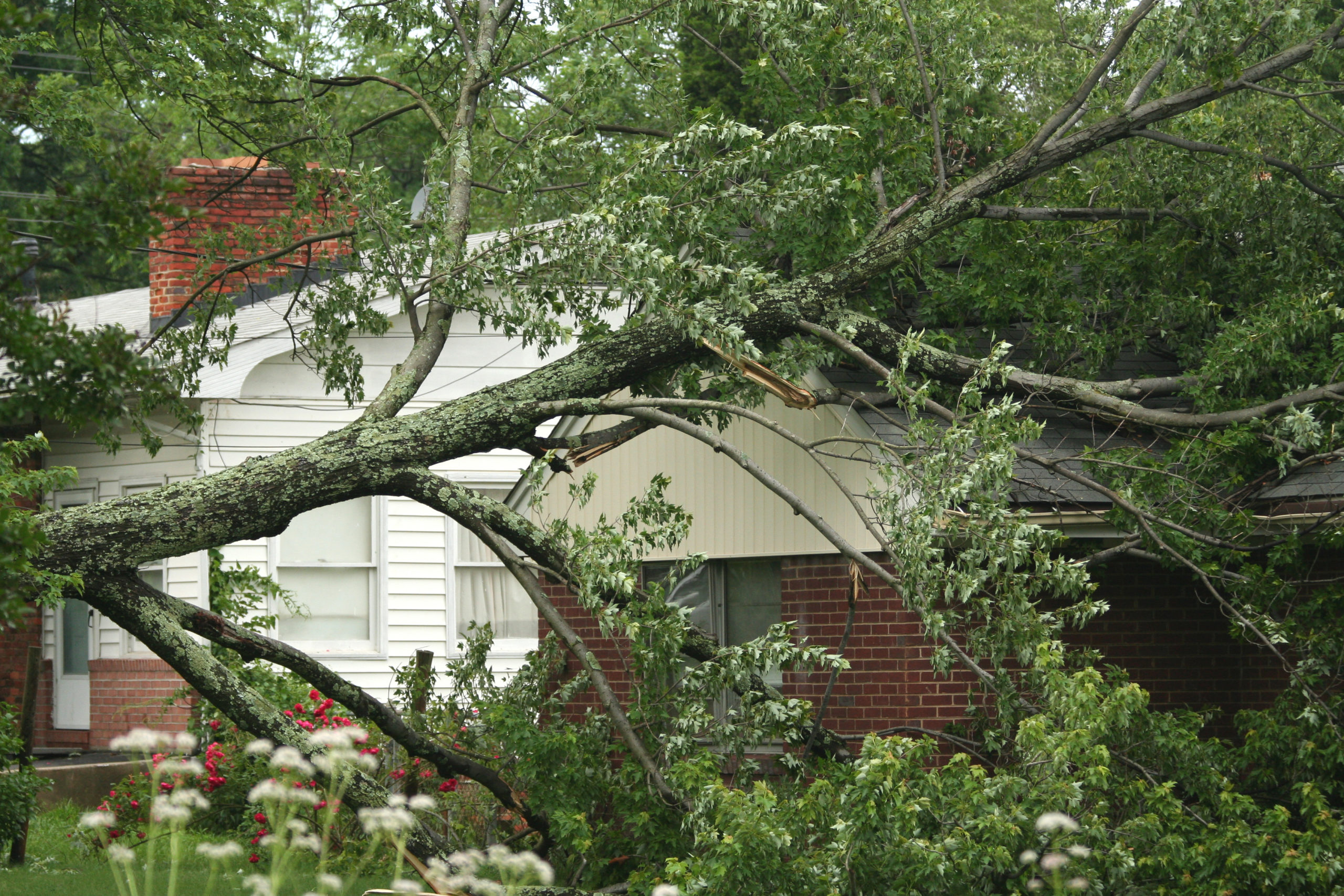 what happens if a tree falls on the property next door; image shows tree fell on someone else's property