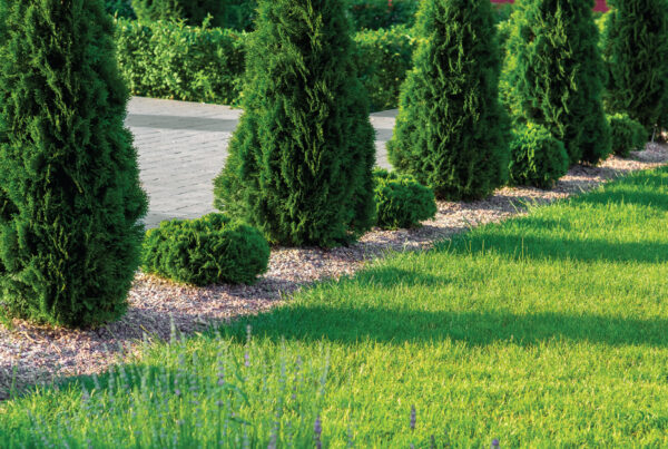 trees and grass near a driveway of a landscaped property